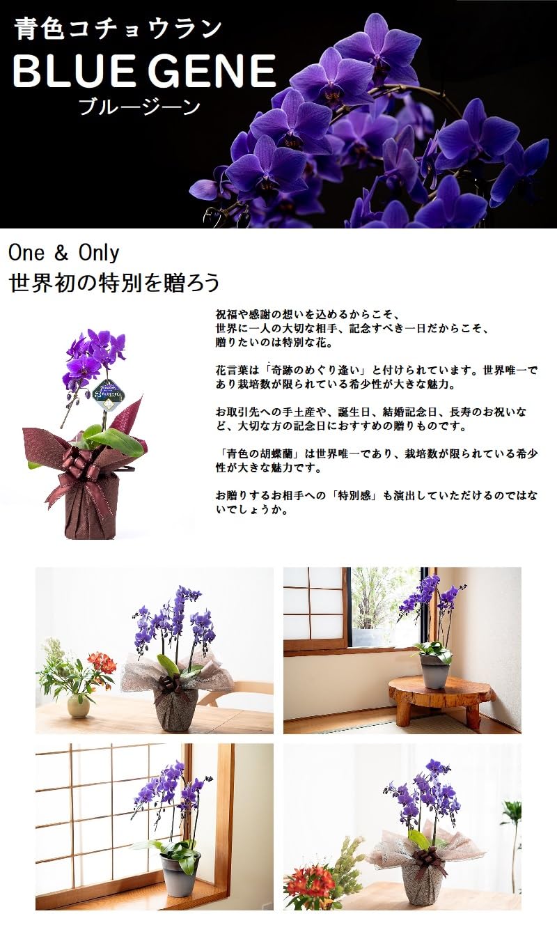 Amazon｜ミディ胡蝶蘭 Blue Gene（ブルージーン）3本立ち/花 ギフト